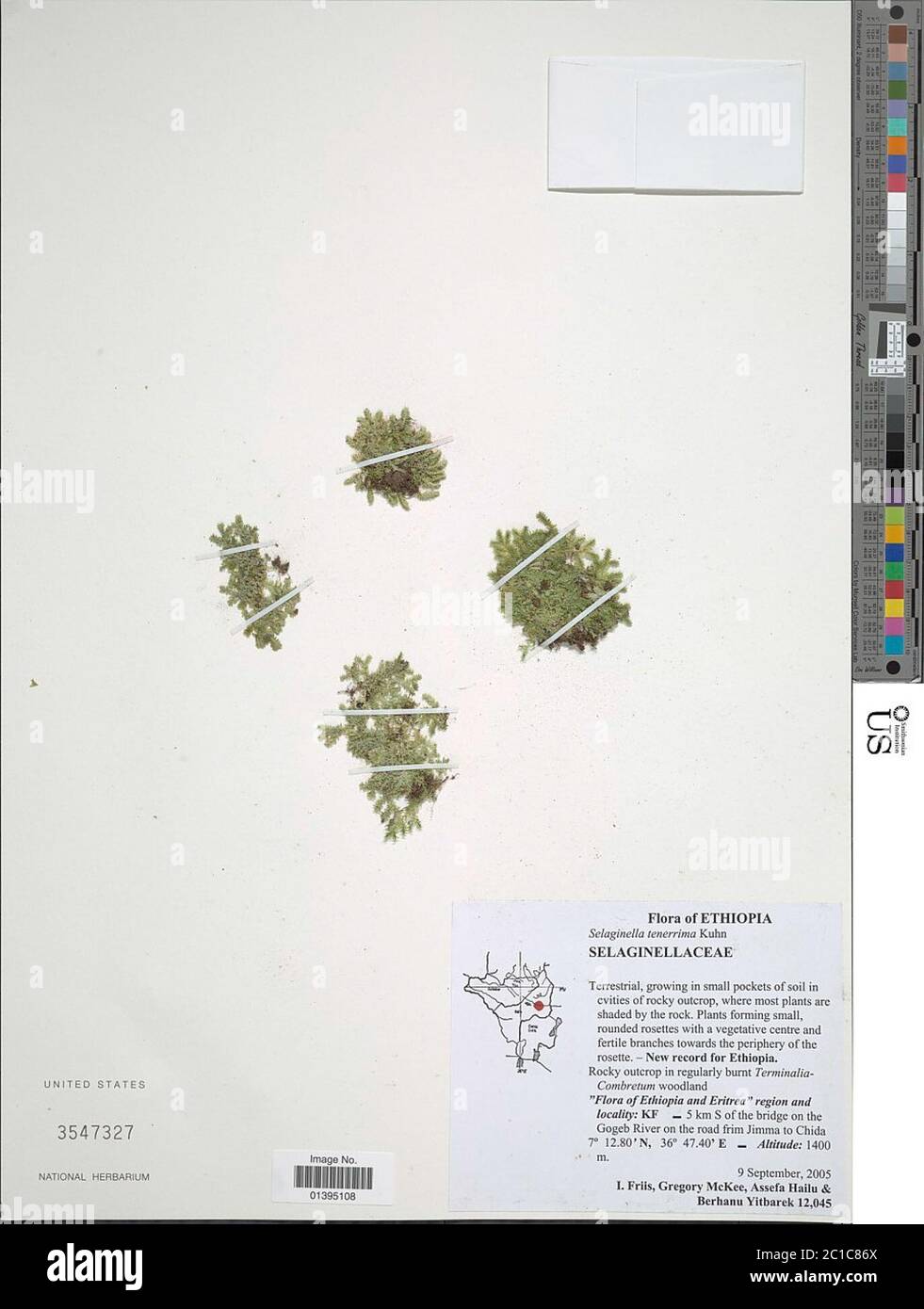 Selaginella tenerrima A Braun ex Kuhn Stock Photo