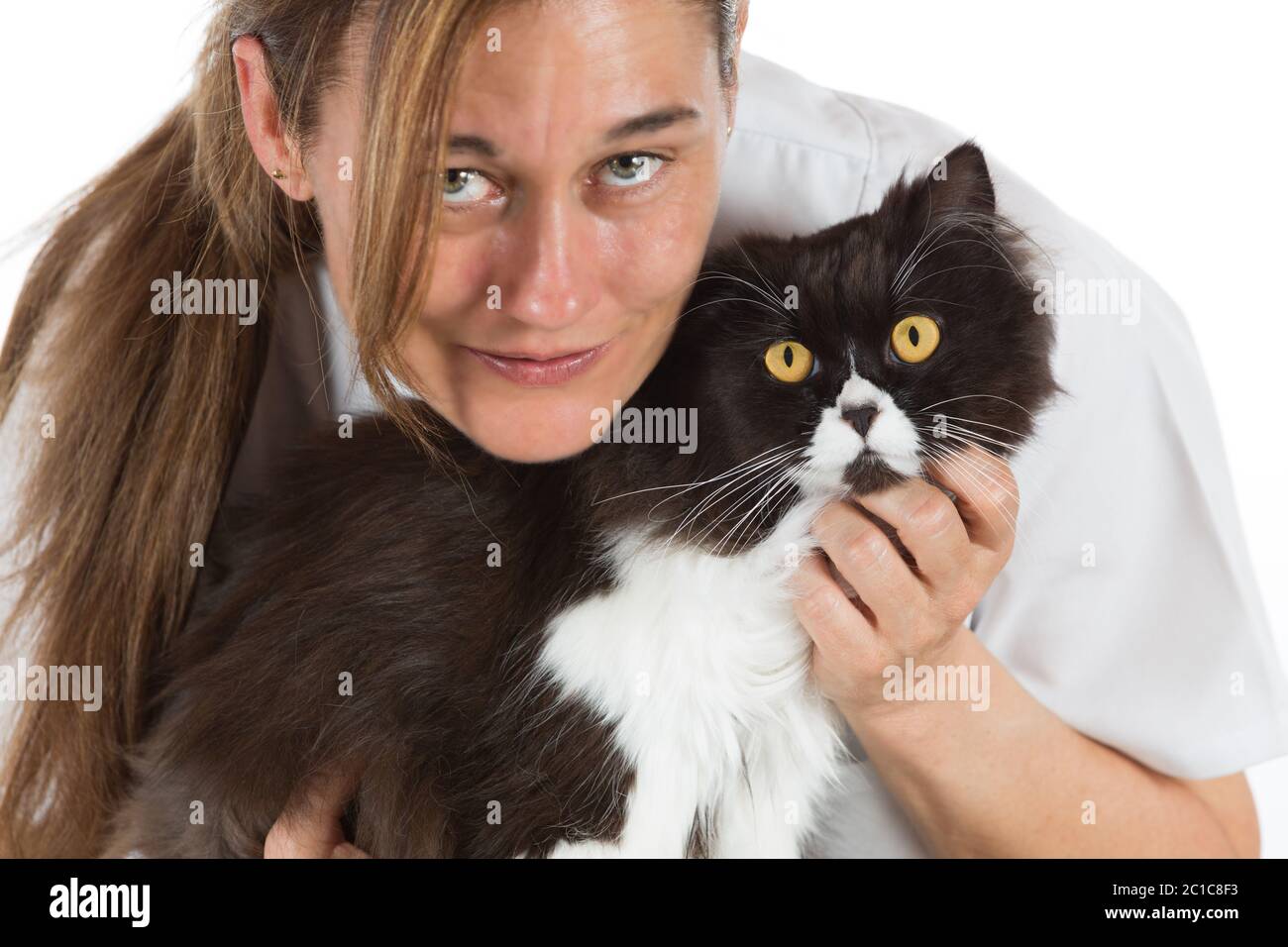 Auscultation beautiful Persian cat veterinary clinic Stock Photo Alamy