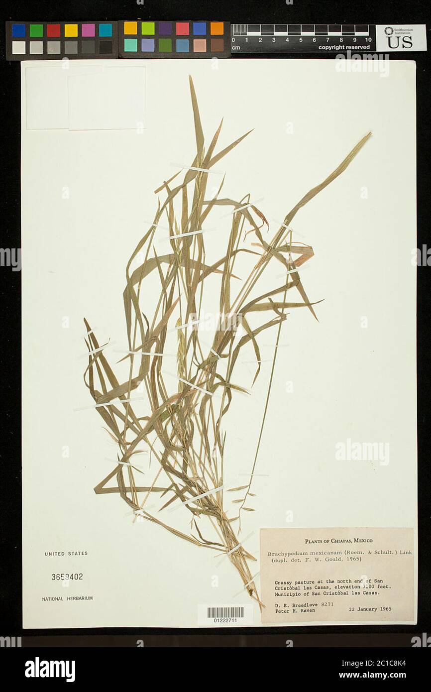 Brachypodium mexicanum Roem Schult Link Brachypodium mexicanum Roem Schult Link. Stock Photo