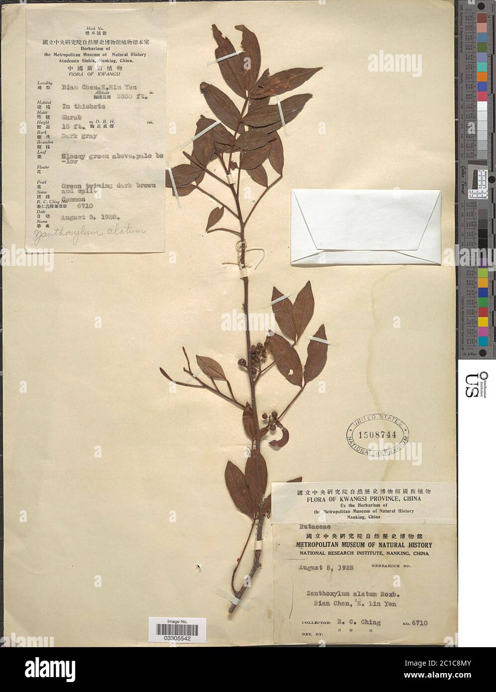 Zanthoxylum Armatum