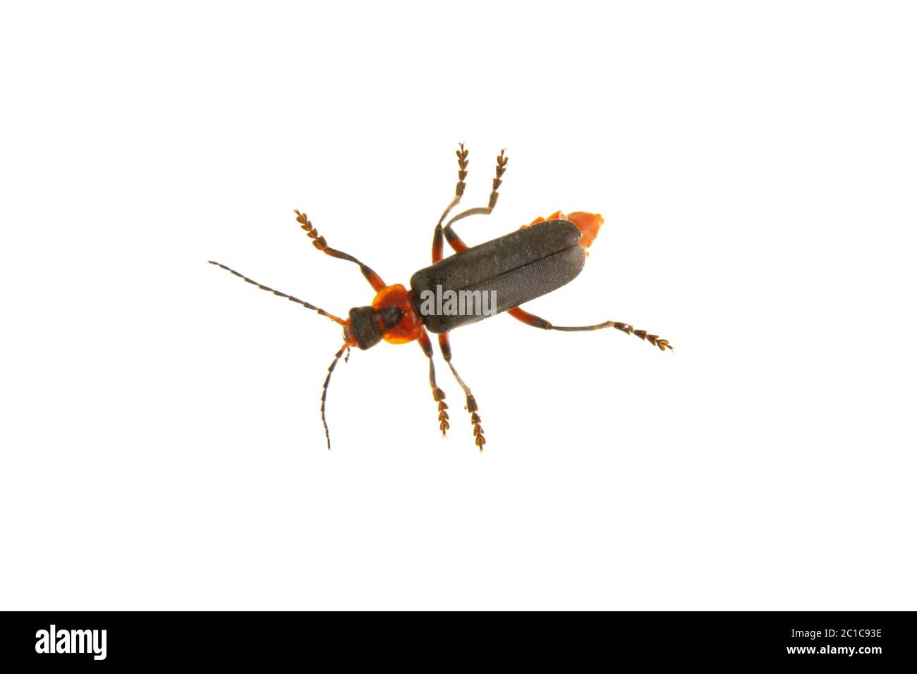 Soldier beetle (Cantharis fusca) isolated on a white background Stock