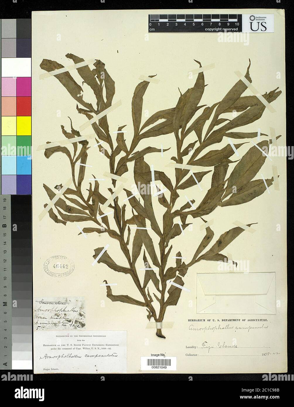 00821049.tif Amorphophallus campanulatus Blume ex Decne. Stock Photo
