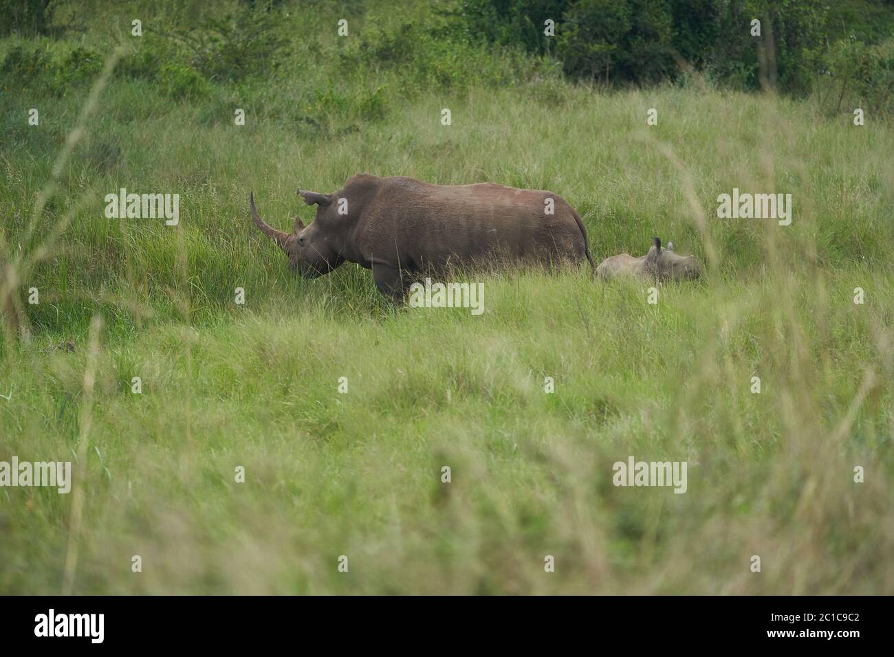 Rhino Baby and Mother- Rhinoceros with Bird Black rhinoceroshook-lipped rhinoceros Diceros bicornis Stock Photo