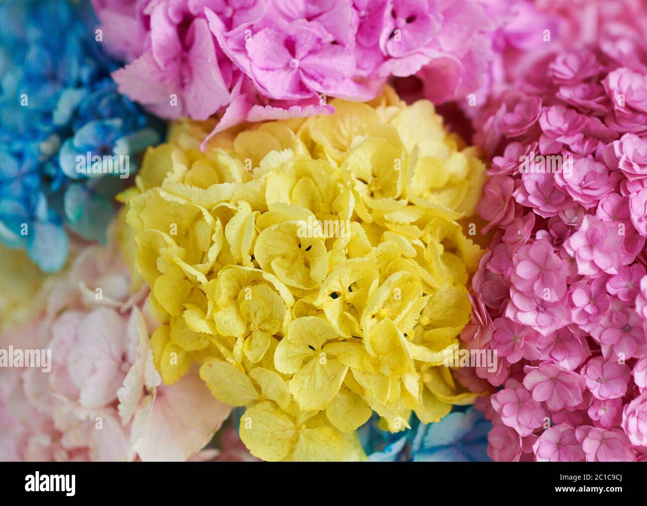 Bouquet of colored flowers peonies. Stock Photo