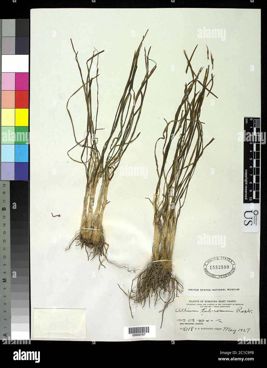 Allium tuberosum Rottler ex Spreng Allium tuberosum Rottler ex Spreng. Stock Photo