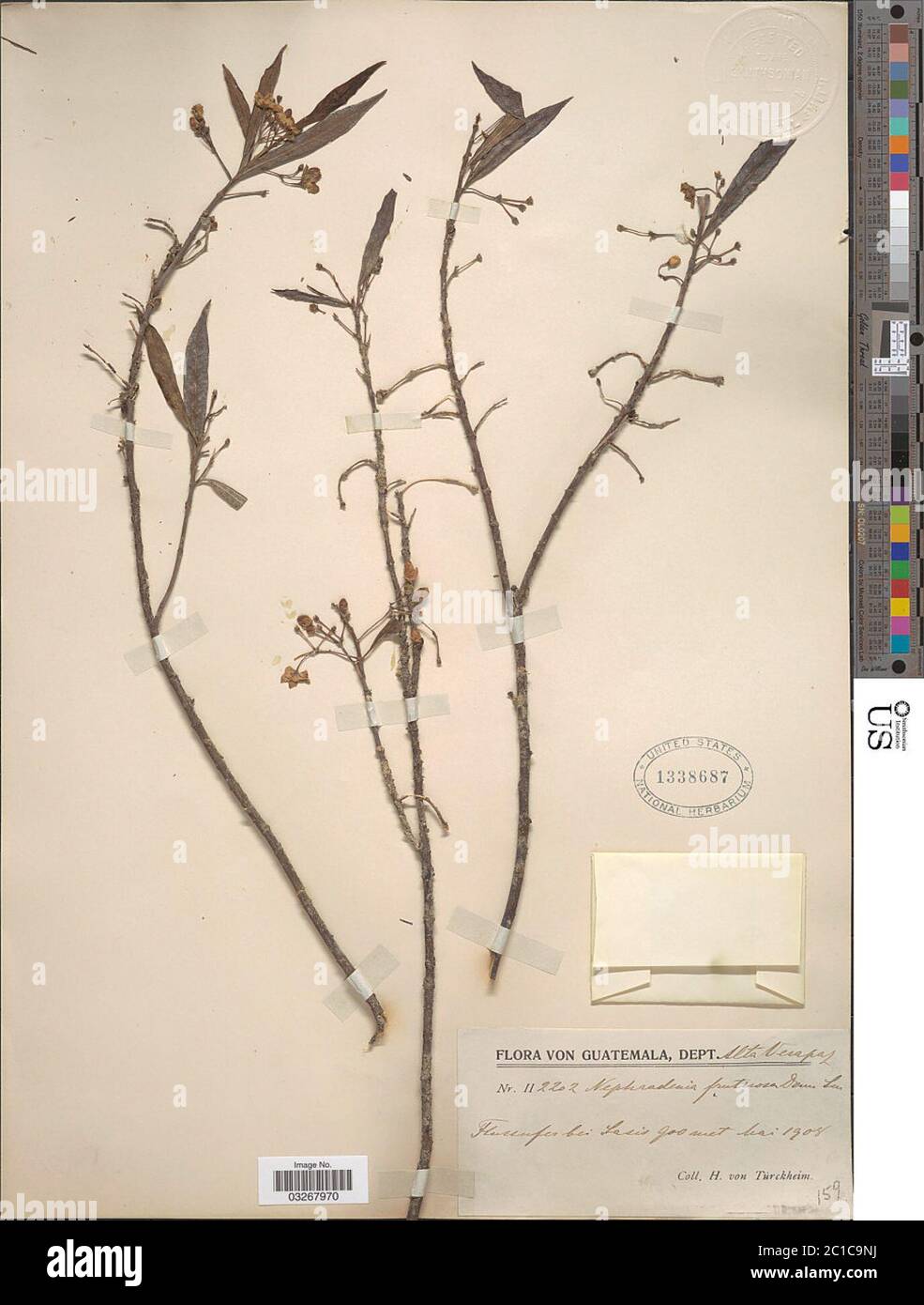 Marsdenia neriifolia Decne Woodson Marsdenia neriifolia Decne Woodson. Stock Photo