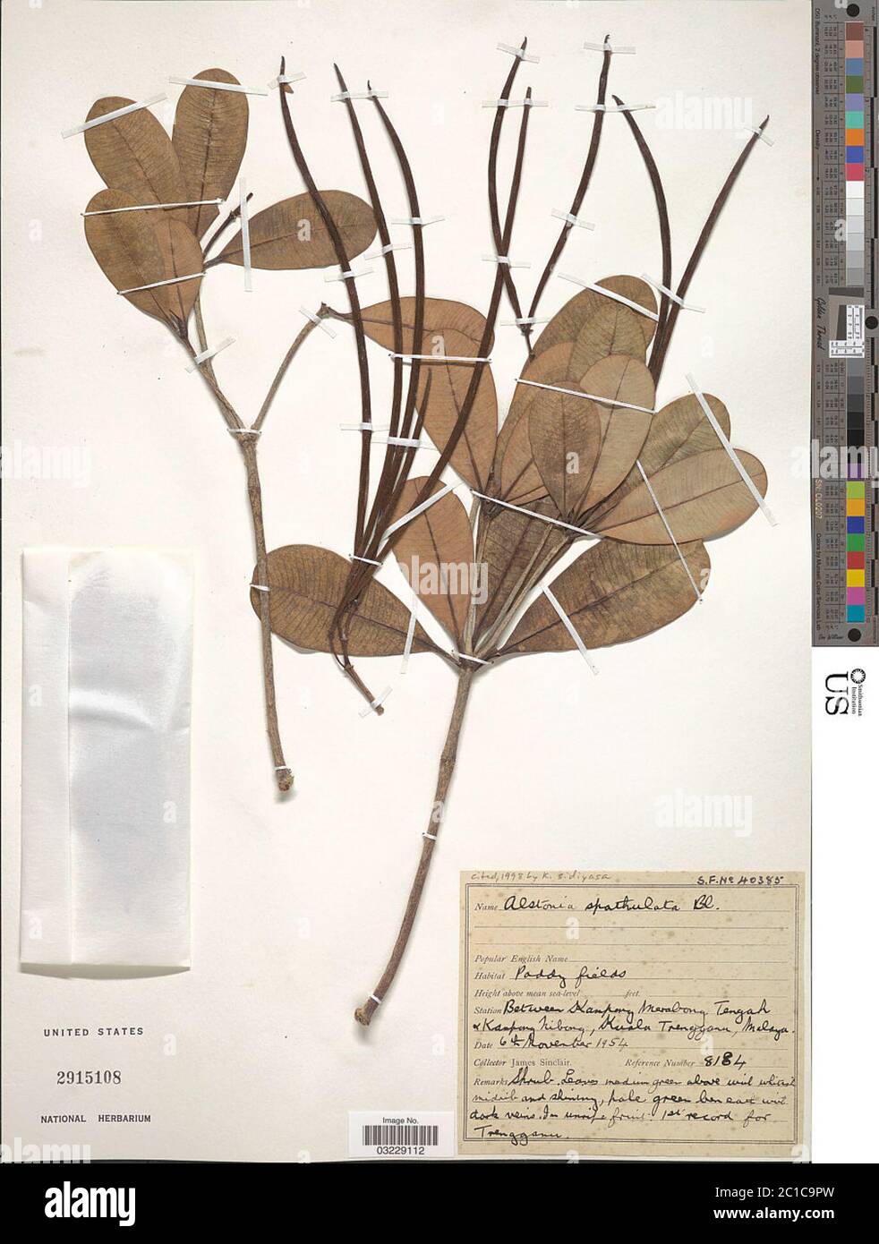 Alstonia spathulata Blume Alstonia spathulata Blume. Stock Photo