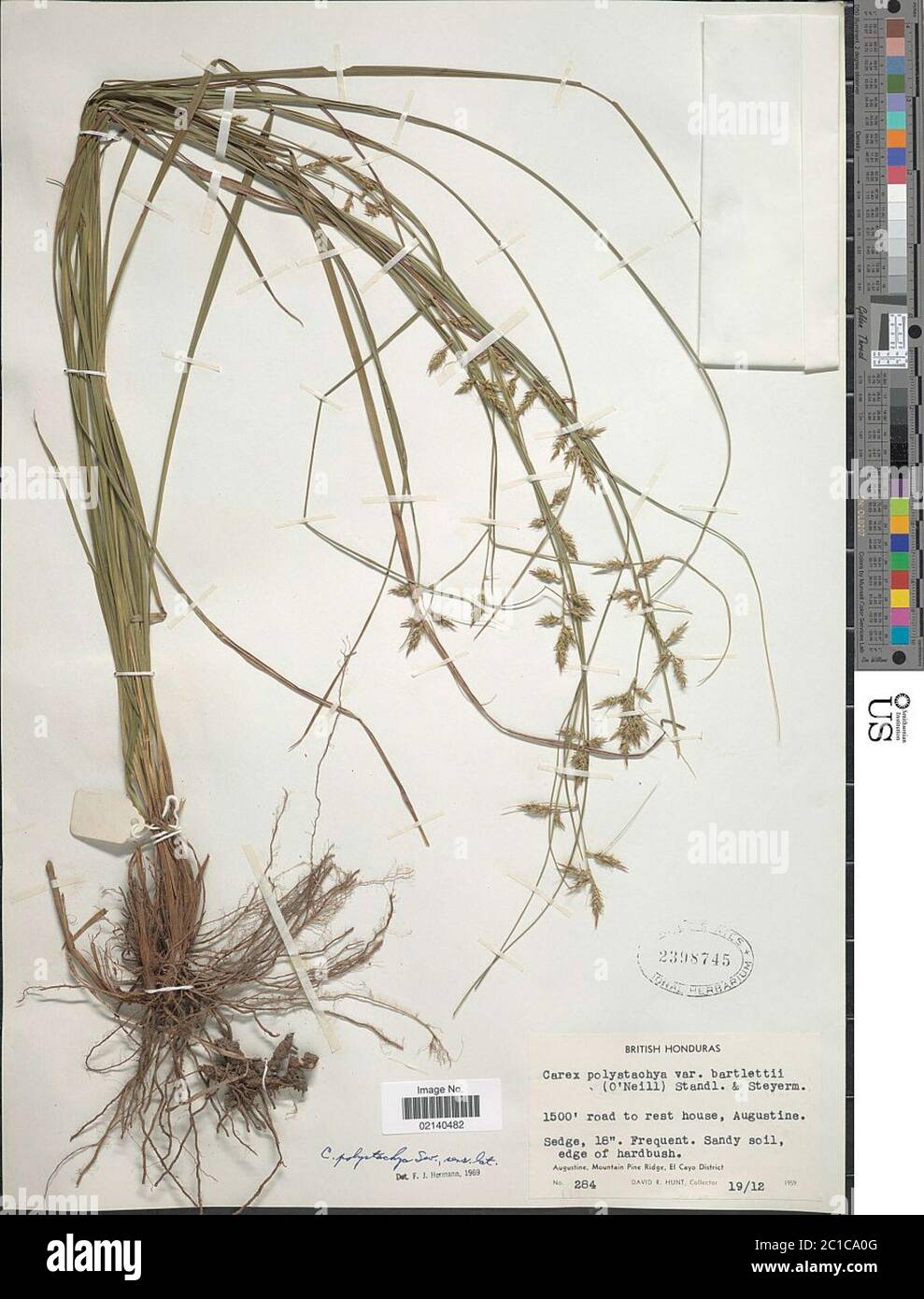 Carex polystachya var bartlettii ONeill Standl Steyerm Carex polystachya var bartlettii ONeill Standl Steyerm. Stock Photo