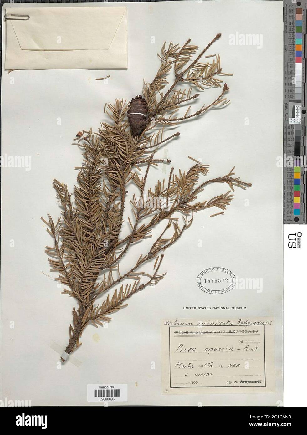 Picea omorika Picea omorika Stock Photo - Alamy