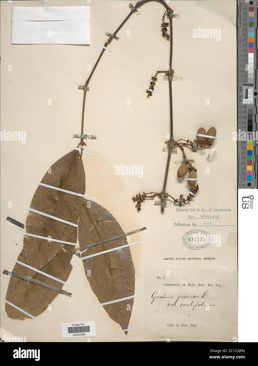 Gnetum gnemon L Gnetum gnemon L Stock Photo - Alamy