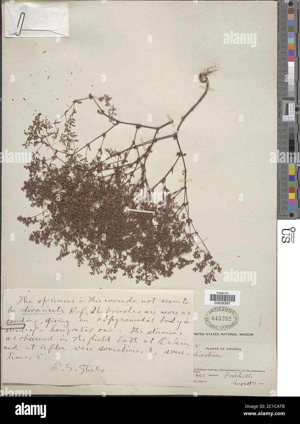 Paronychia fastigiata var pumila Alph Wood Fernald Paronychia fastigiata var pumila Alph Wood Fernald. Stock Photo