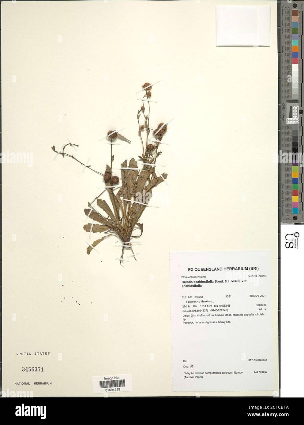 Calotis scabiosifolia Sonder ex F Muell Calotis scabiosifolia Sonder ex F Muell. Stock Photo