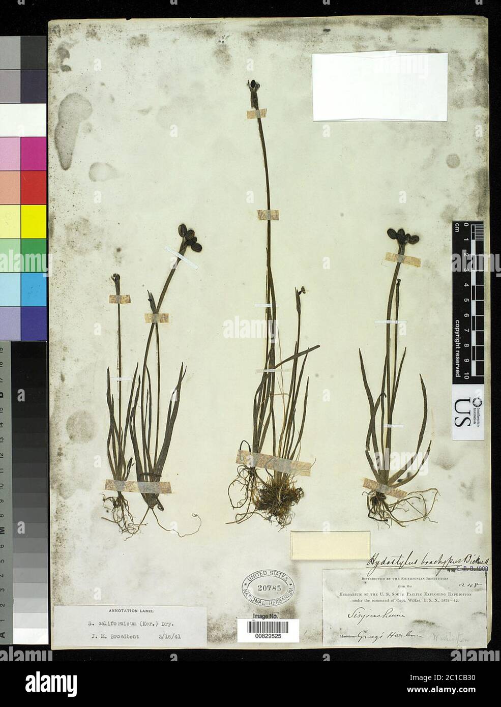 00829525.tif Sisyrinchium californicum Ker Gawl Dryand. Stock Photo