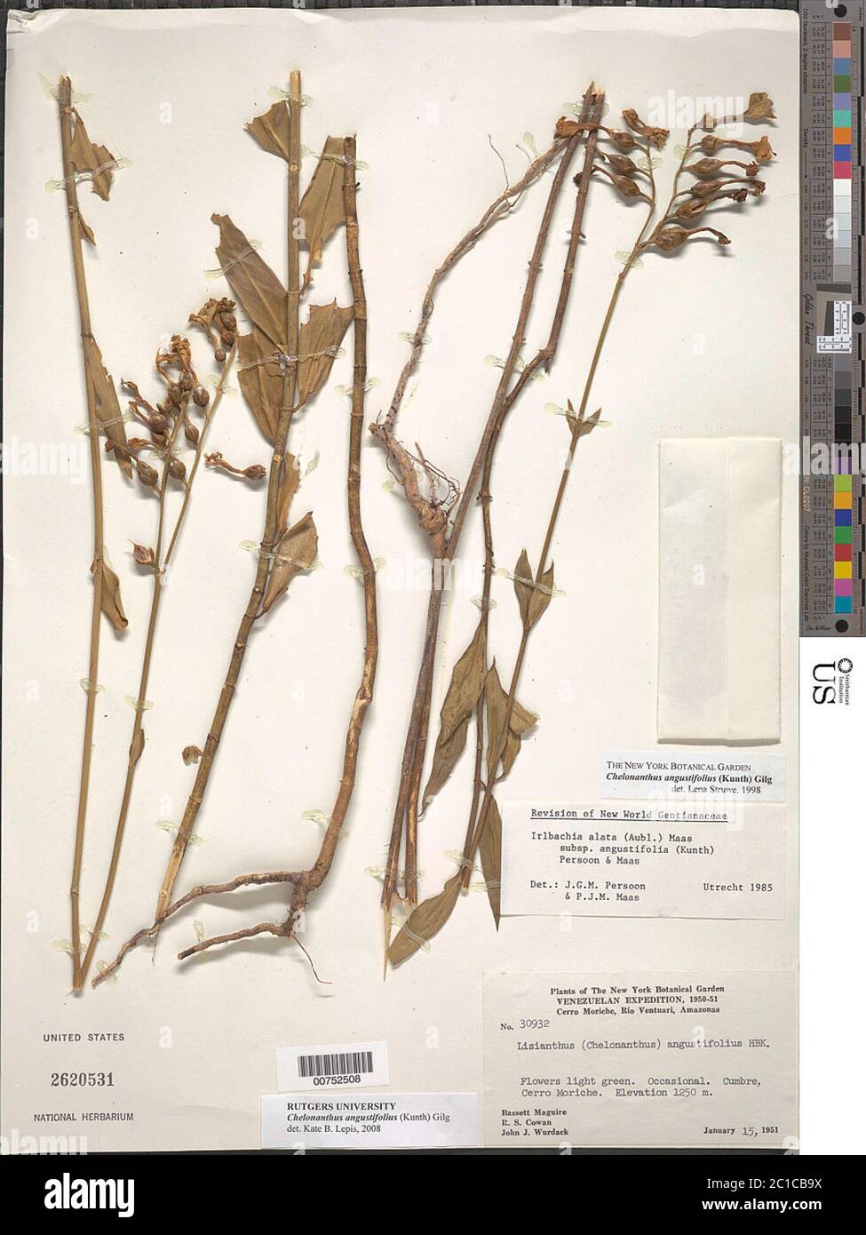 Chelonanthus angustifolius Kunth Gilg Chelonanthus angustifolius Kunth Gilg. Stock Photo