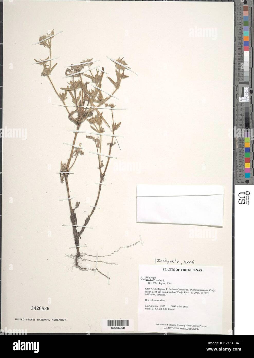 Richardia scabra hi-res stock photography and images - Alamy