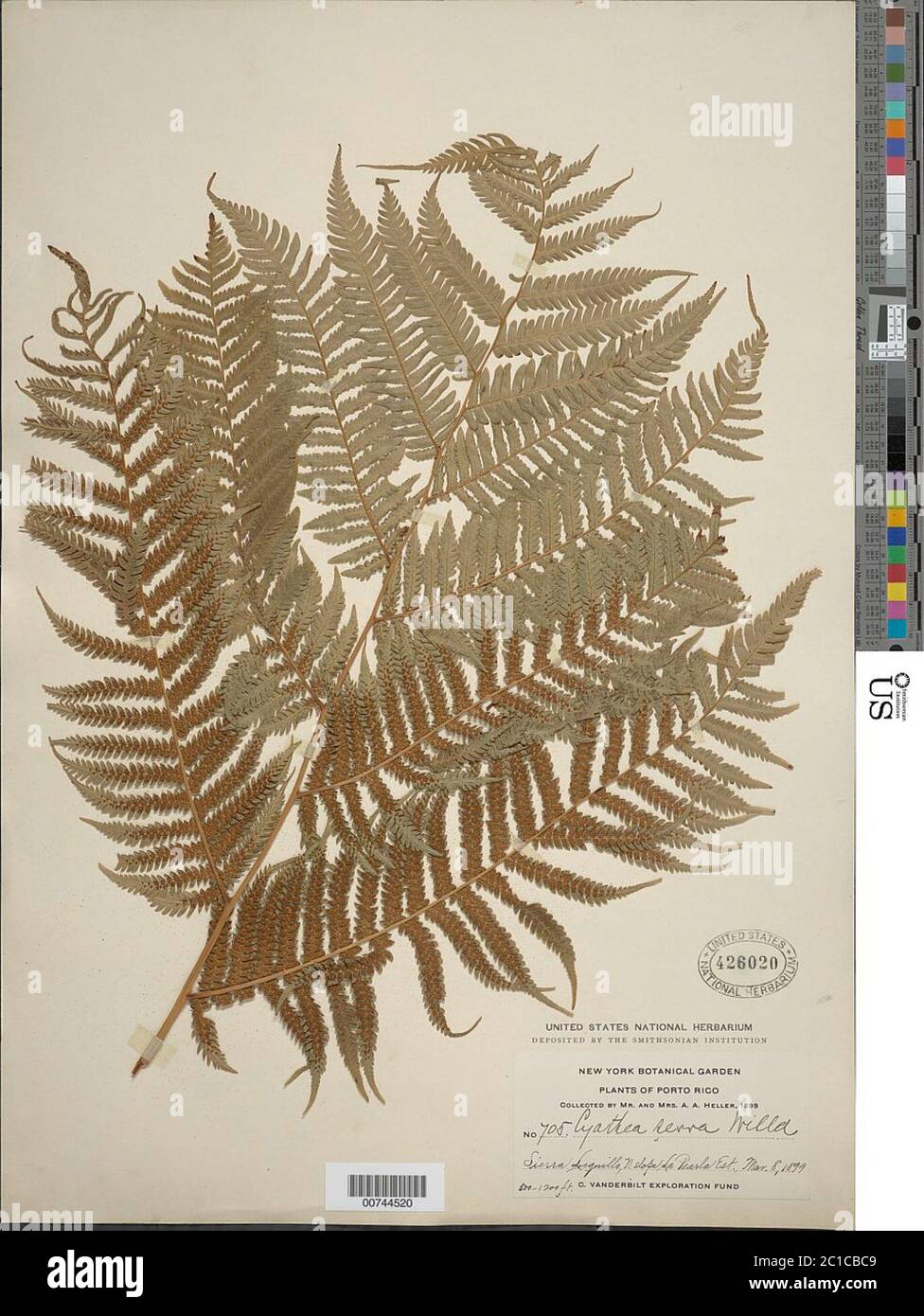 Cyathea arborea L Sm Cyathea arborea L Sm. Stock Photo