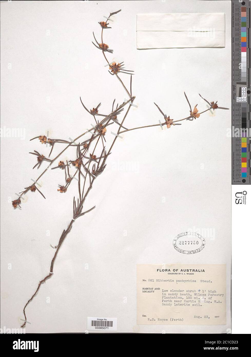 Hibbertia pachyrrhiza Steud Hibbertia pachyrrhiza Steud. Stock Photo