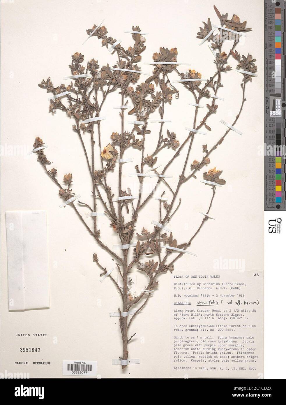 Hibbertia obtusifolia DC Hibbertia obtusifolia DC. Stock Photo