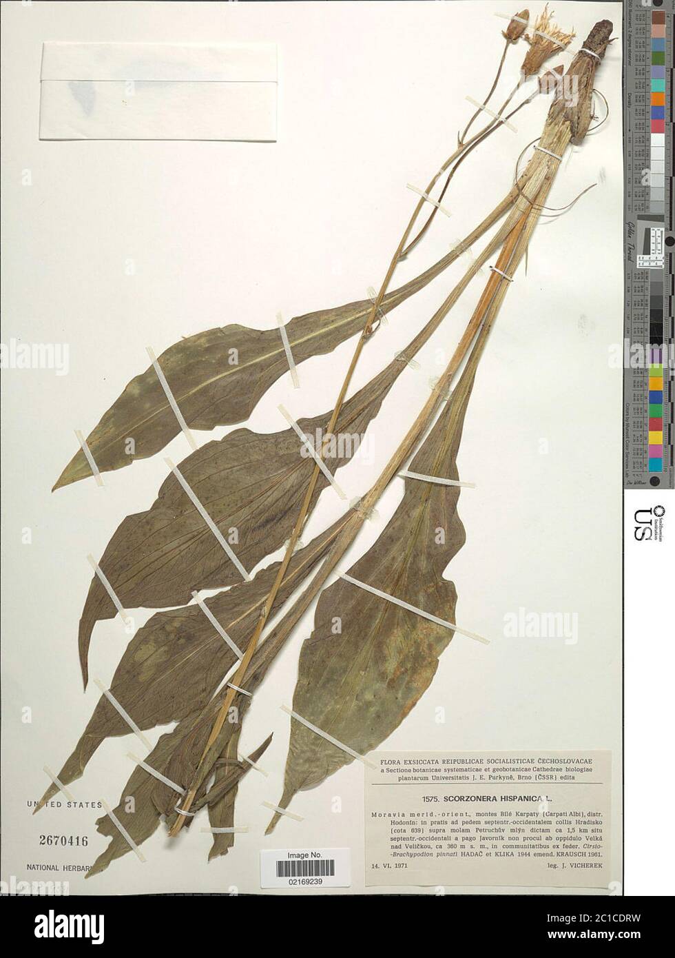 Scorzonera hispanica L Scorzonera hispanica L Stock Photo Alamy