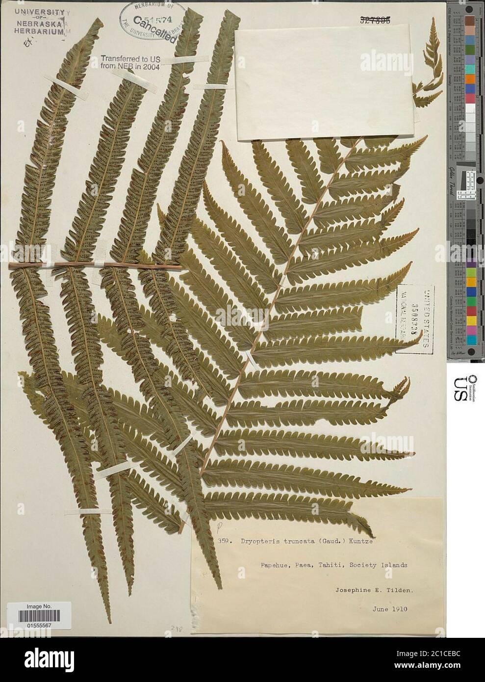 Dryopteris truncata Dryopteris truncata. Stock Photo