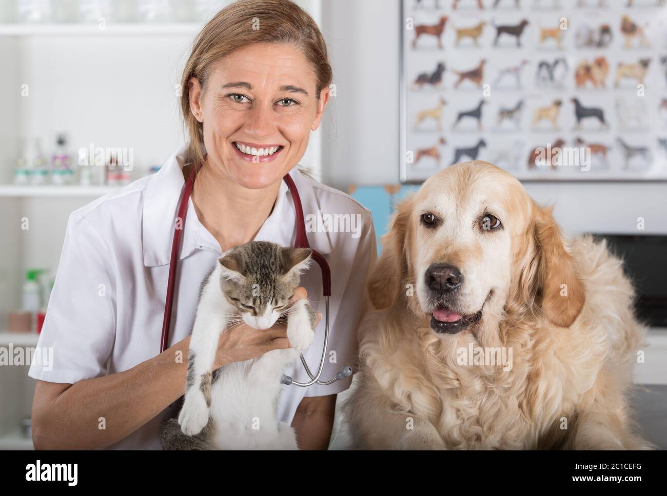 Veterinary consultation with his Golden Retriever dog and cat Stock