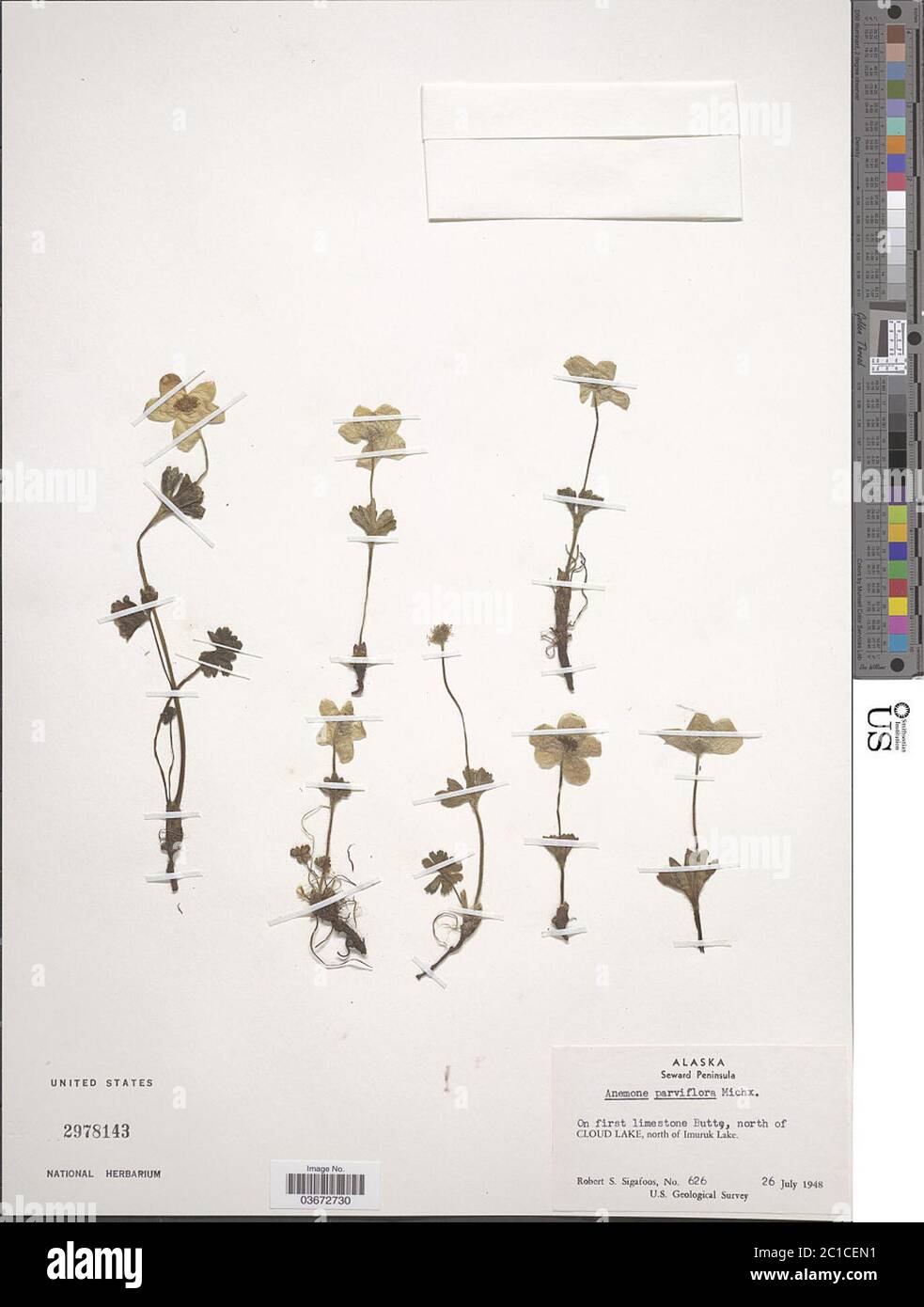 Anemone parviflora Michx Anemone parviflora Michx. Stock Photo