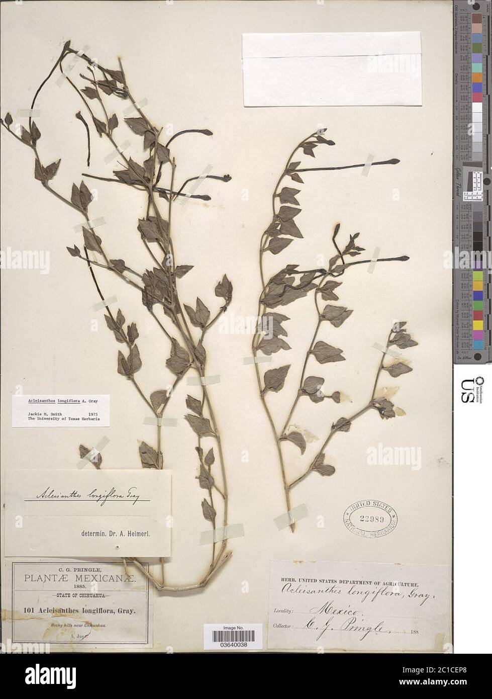 Acleisanthes longiflora A Gray Acleisanthes longiflora A Gray. Stock Photo