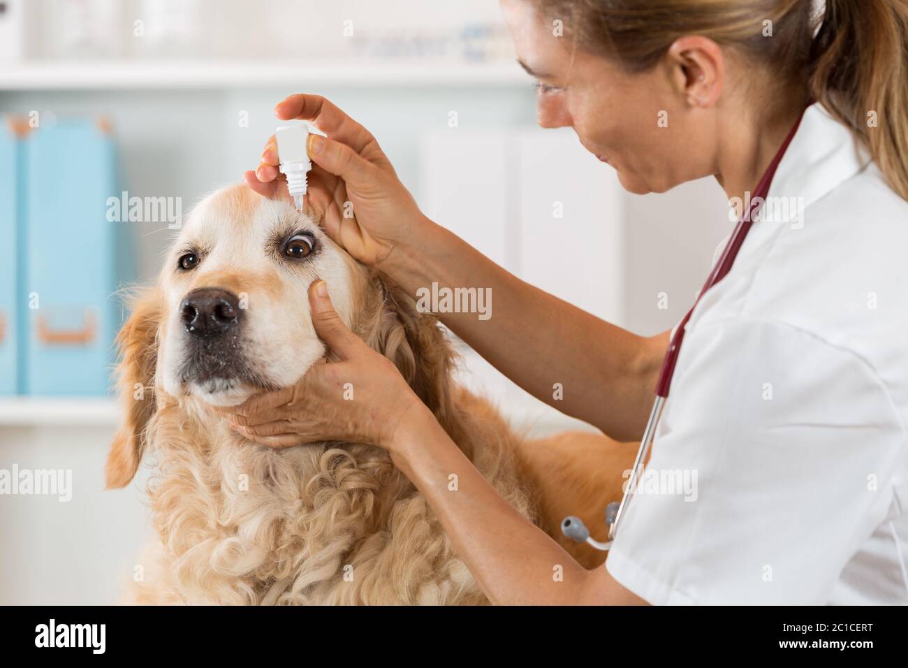 Veterinary placing a few drops of eye drops dog Golden Retriever Stock Photo Alamy