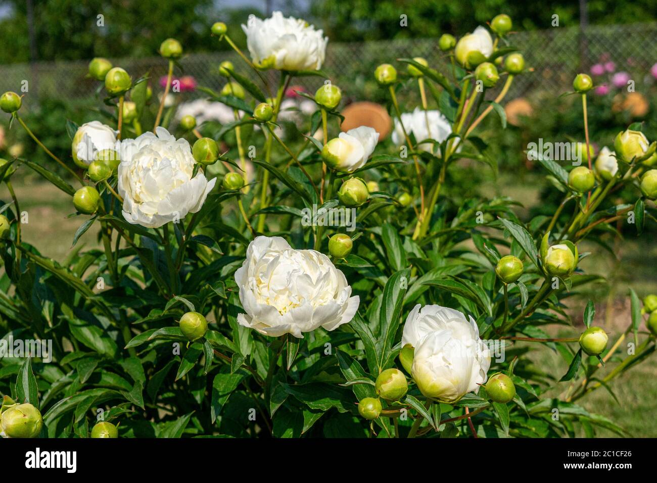 Colourful peonies growing in the garden Stock Photo - Alamy