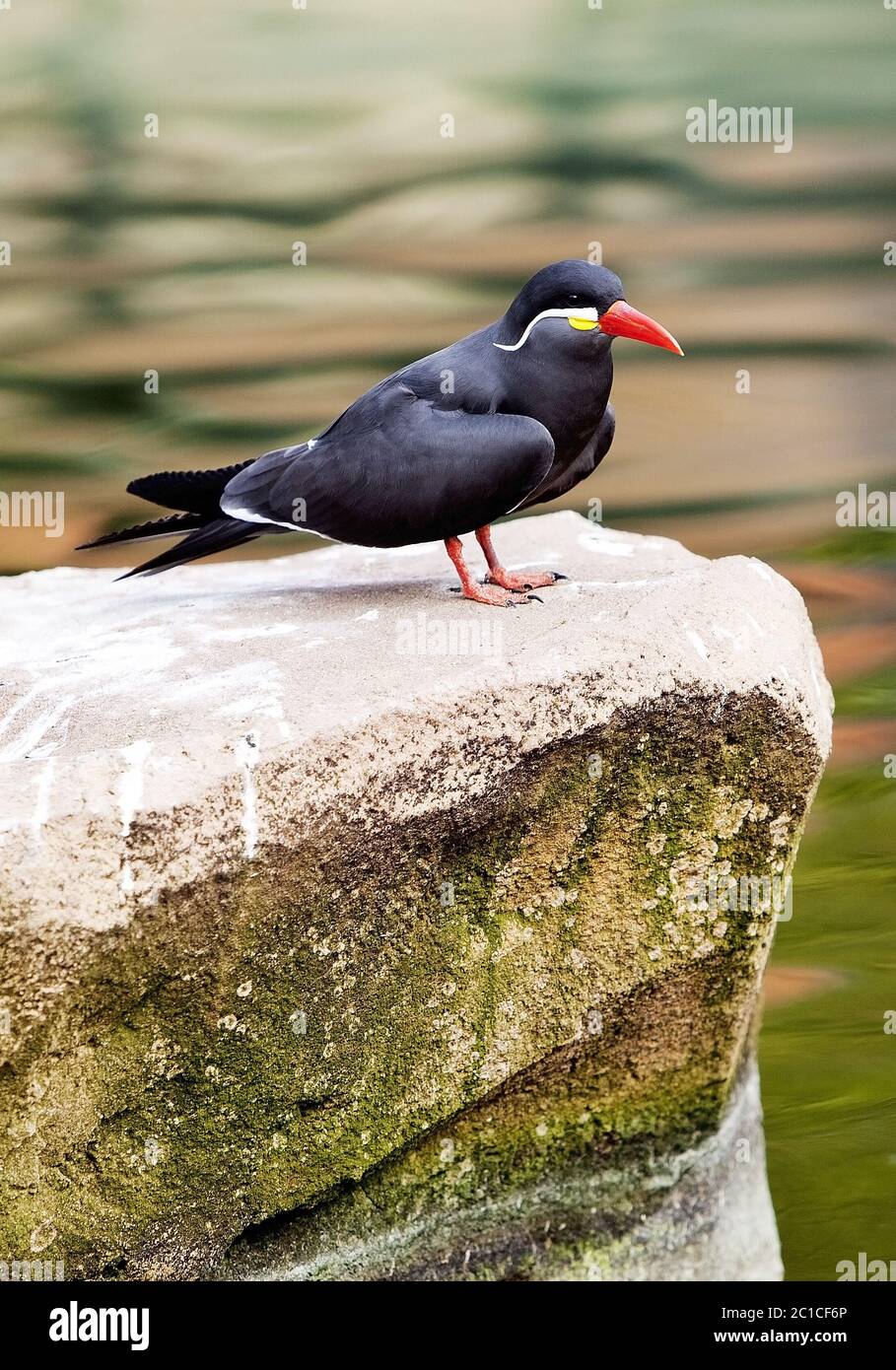 Inca tern (Larosterna inca), Zoo, Krefeld, Lower Rhine, North Rhine-Westphalia, Germany, Europe Stock Photo