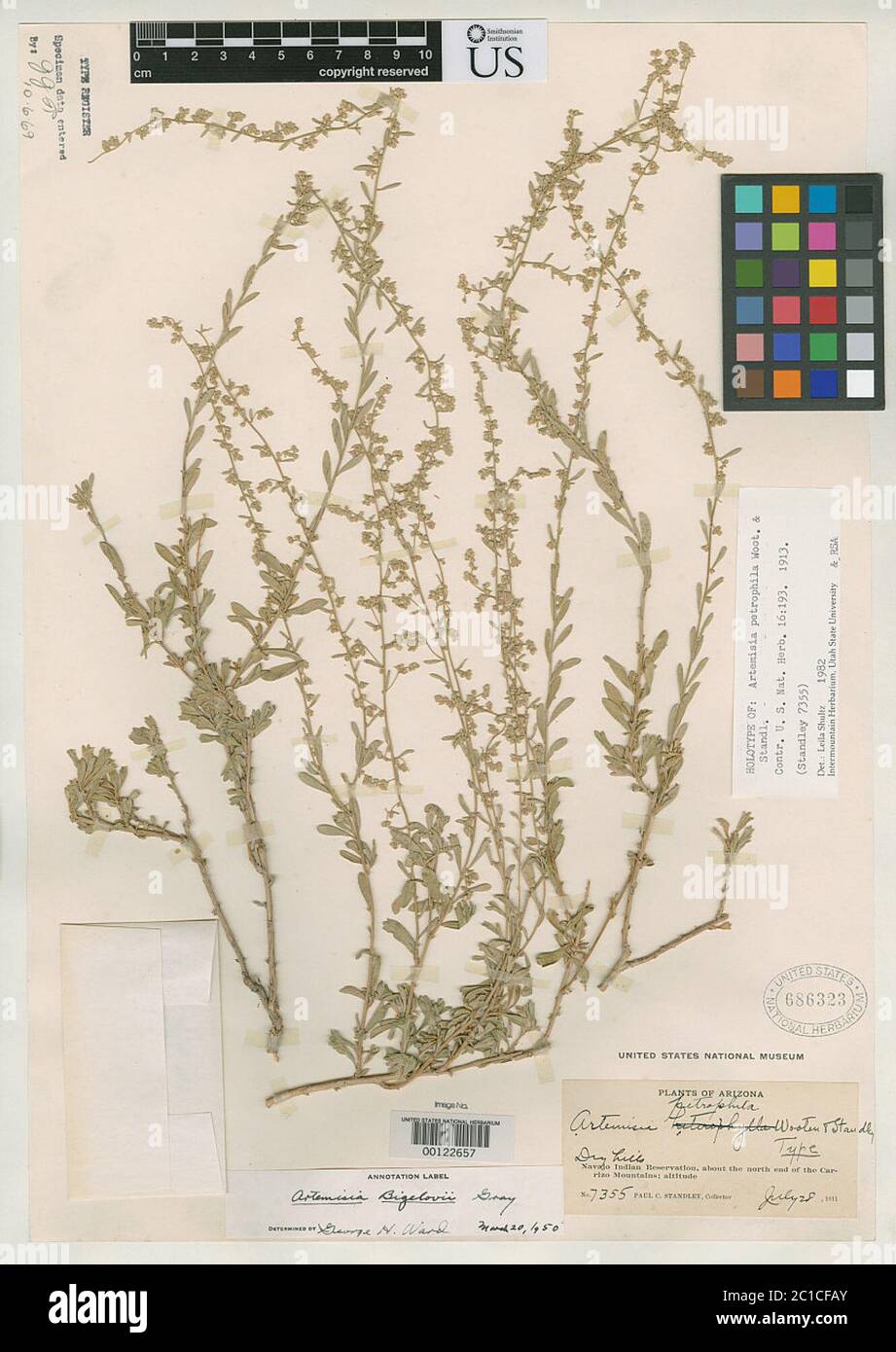 Artemisia petrophila Wooton Standl Artemisia petrophila Wooton Standl. Stock Photo