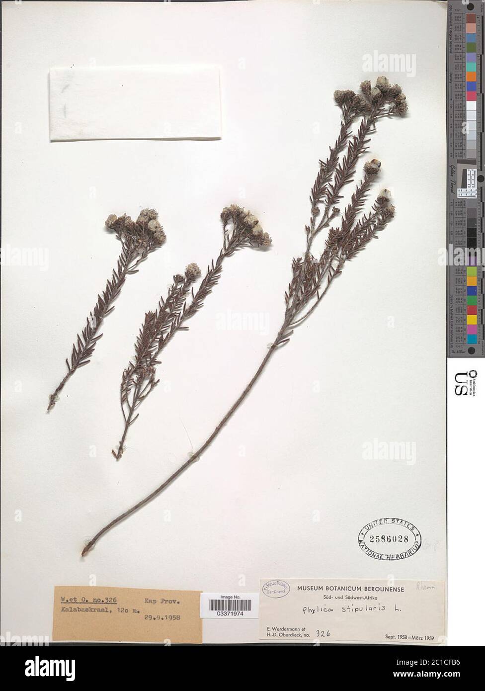 Phylica stipularis L Phylica stipularis L. Stock Photo