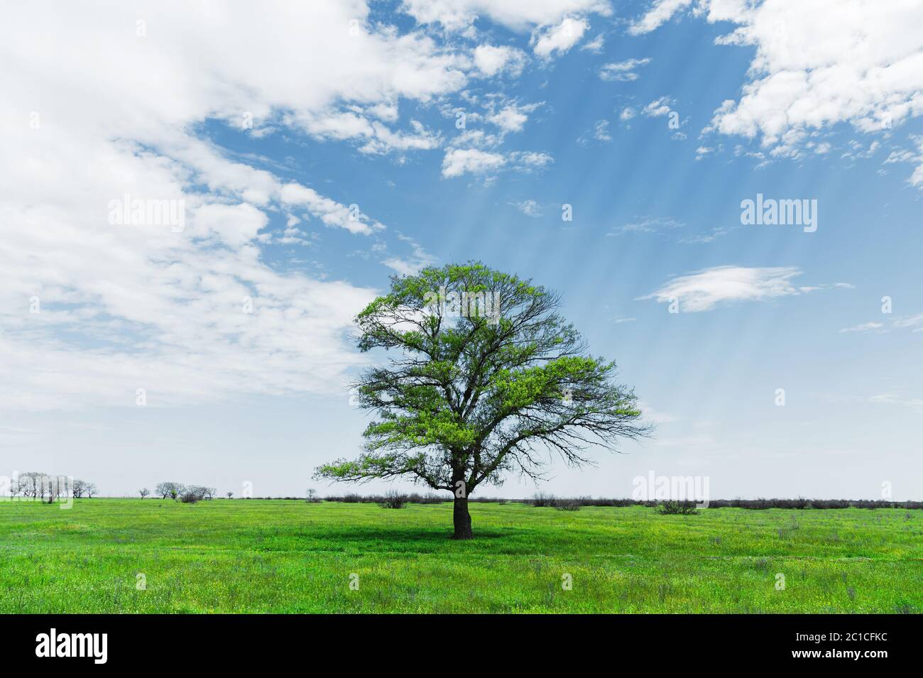 Spring landscape lonely green oak tree on a green field of lush grass ...