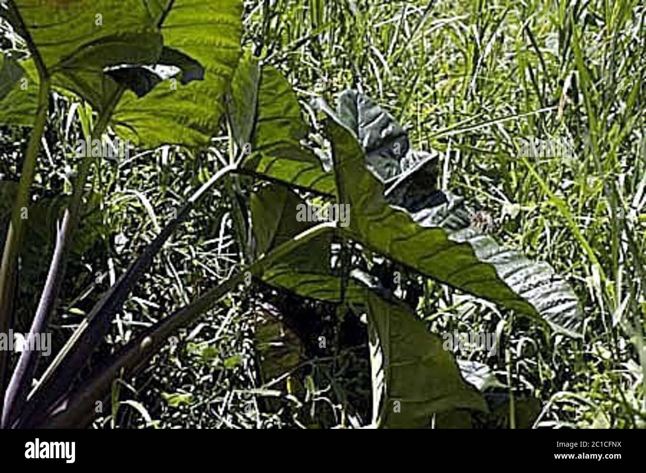 Xanthosoma violaceum Xanthosoma sagittifolium L Schott. Stock Photo