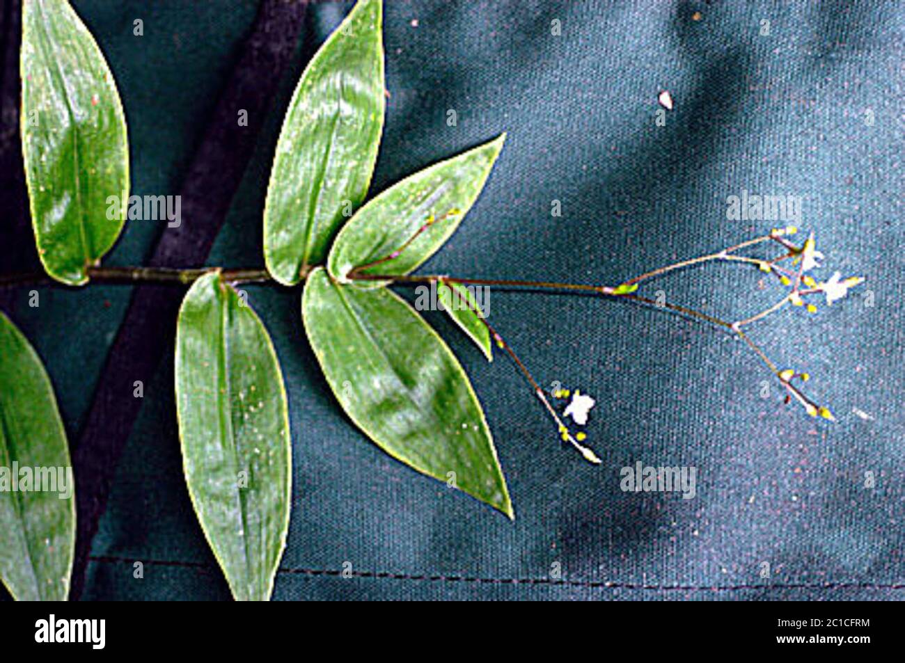 Gibasis geniculata Gibasis geniculata Jacq Rohweder Stock Photo Alamy