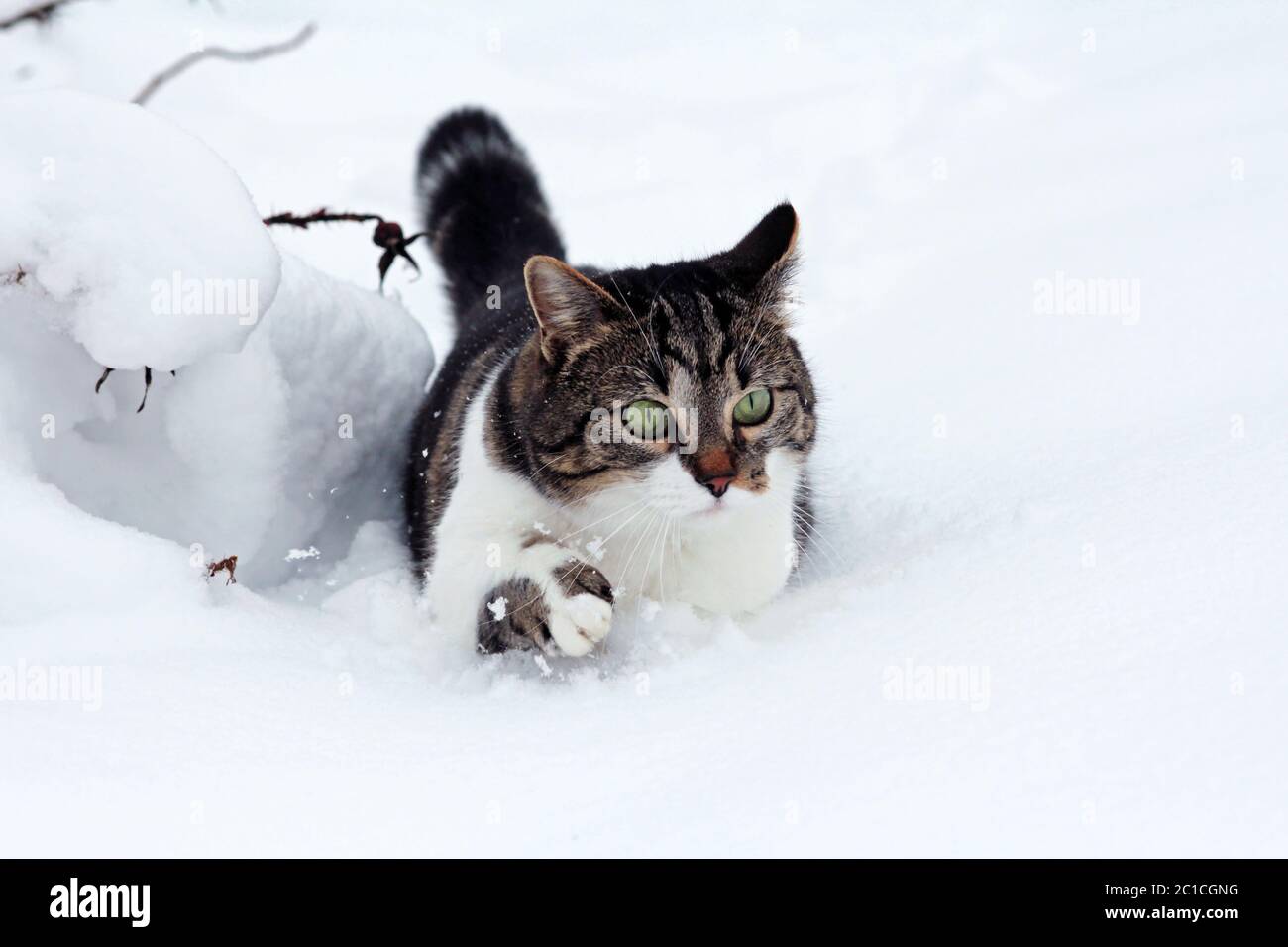 Little cat in the deep snow Stock Photo Alamy