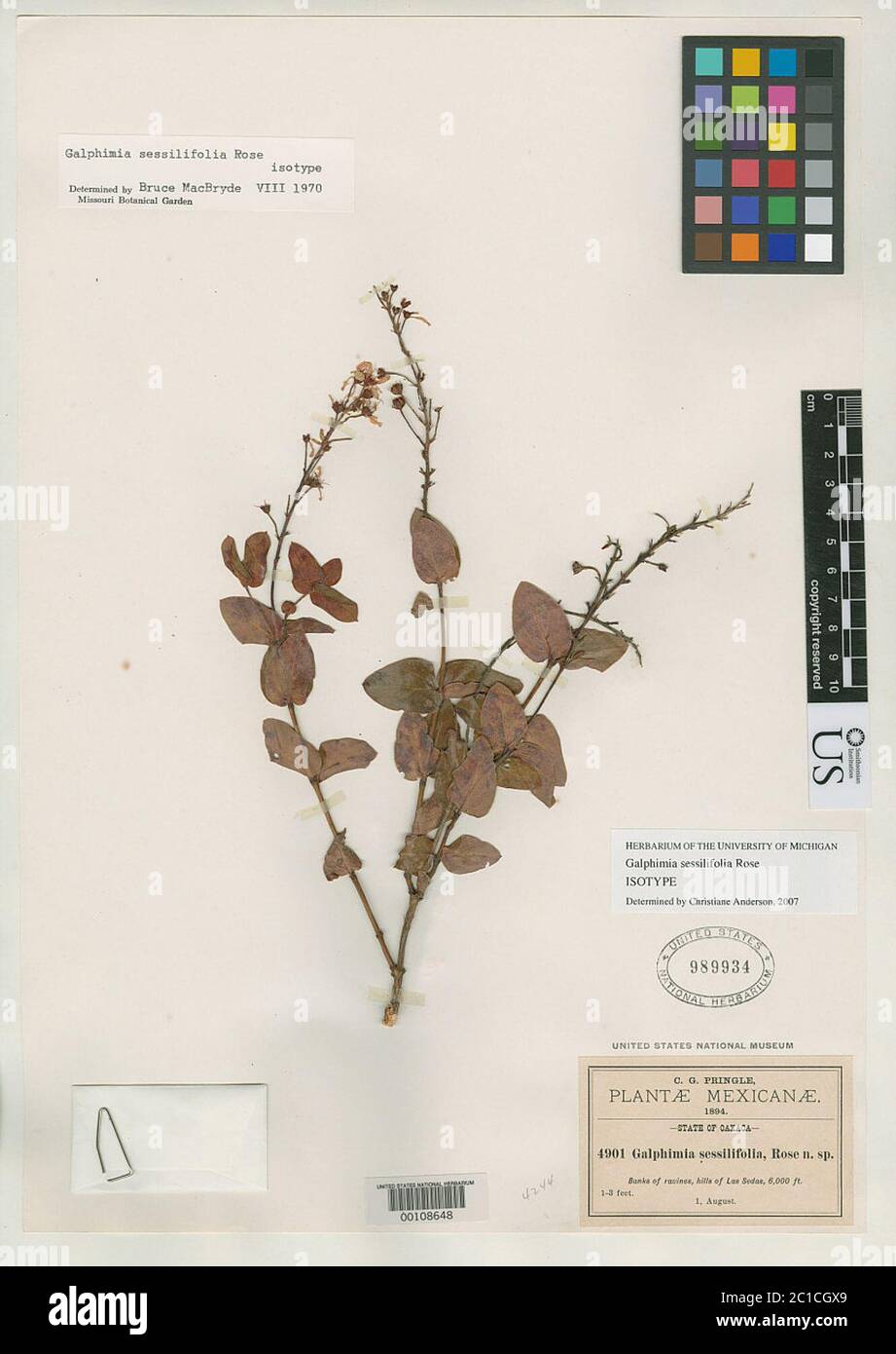 Galphimia sessilifolia Rose Galphimia sessilifolia Rose. Stock Photo