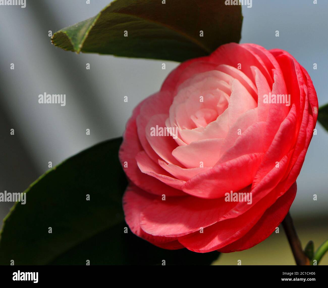 Beautiful camellia blossom Stock Photo