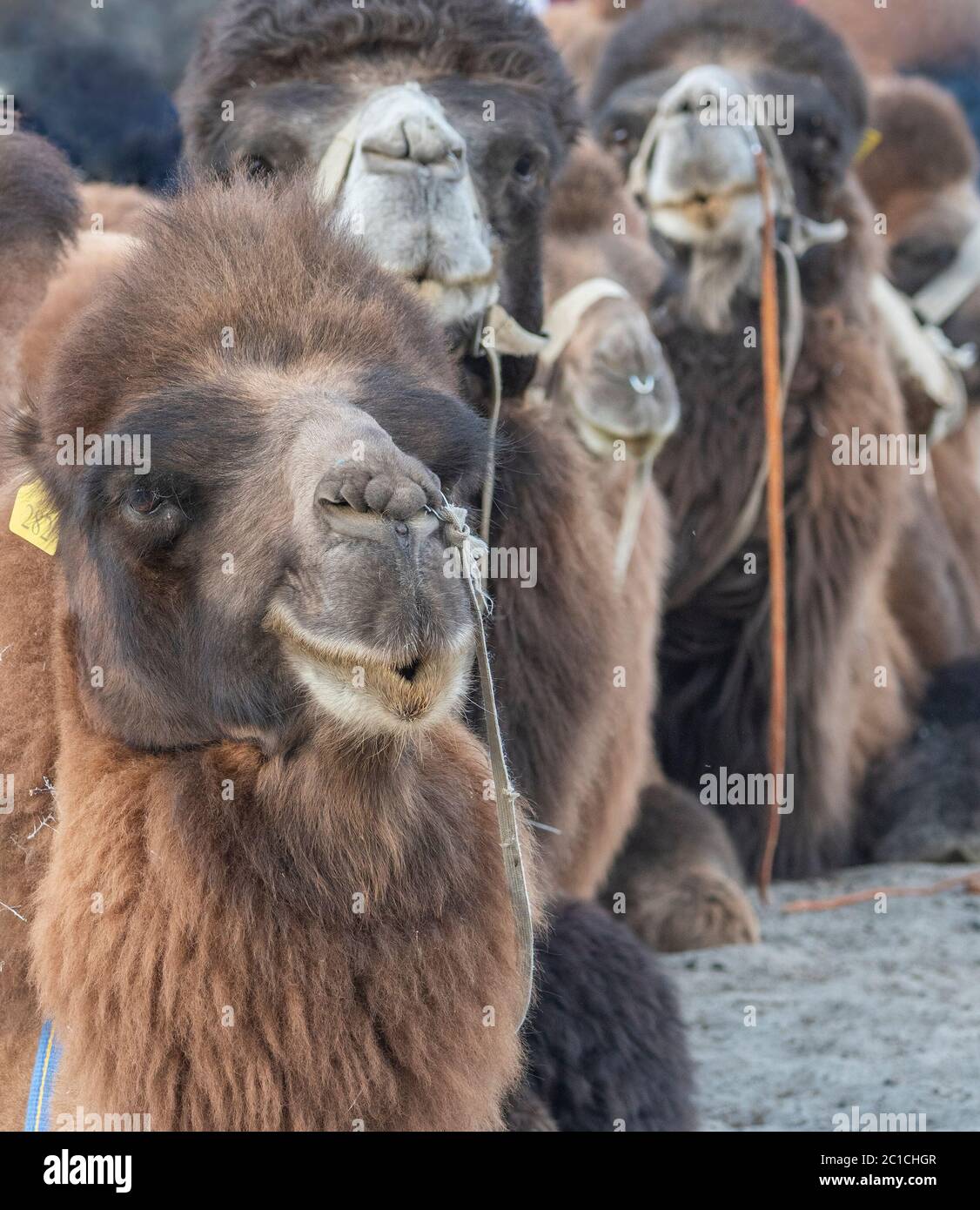 Close up of two hump Camels at Hunder, Ladakh, India Stock Photo