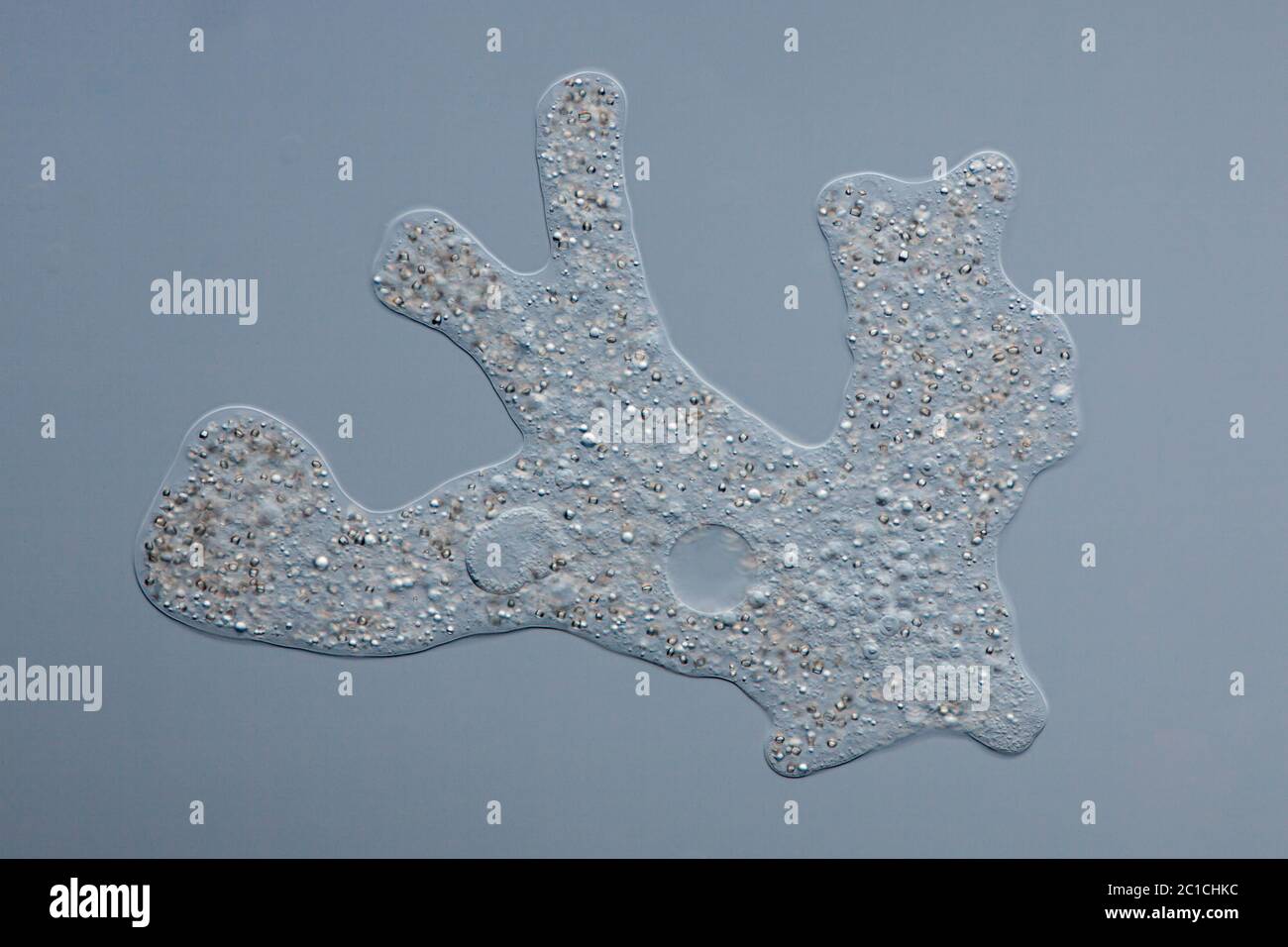 Amoebe proteus / Chaos diffluens - Interchangeable Animals / Urtierchen - Focus on cell nucleus,pseudopodia and contractile vacuole - 800 microns - Differential interference contrast Stock Photo