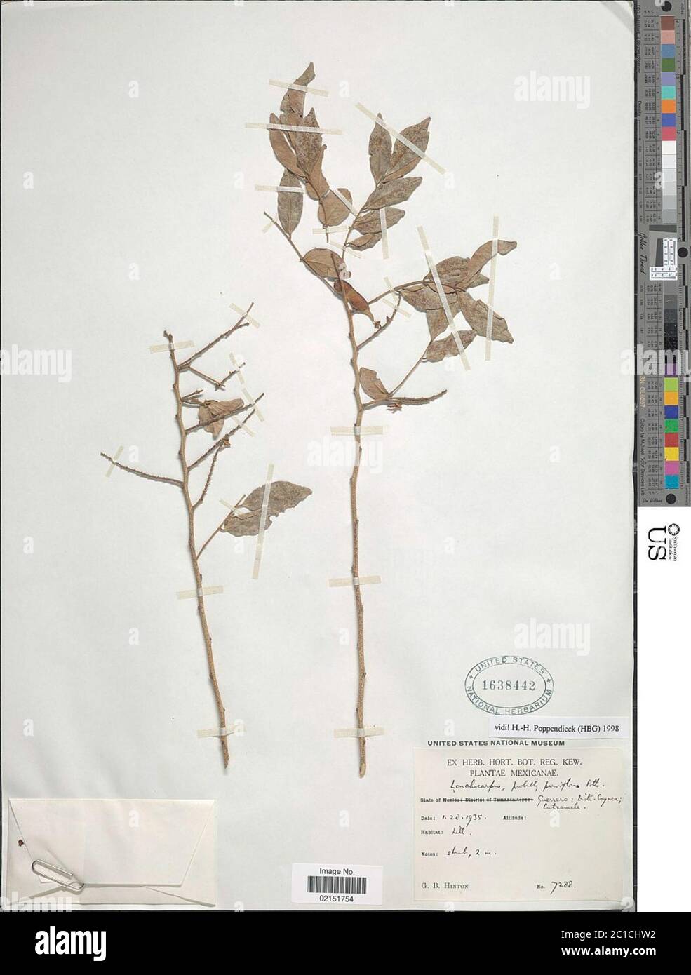 Lonchocarpus parviflorus Benth Lonchocarpus parviflorus Benth. Stock Photo