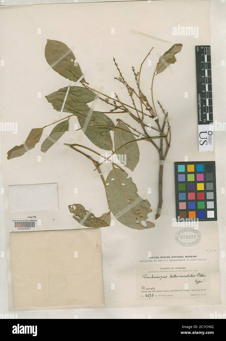 Lonchocarpus luteomaculatus Pittier Lonchocarpus luteomaculatus Pittier. Stock Photo