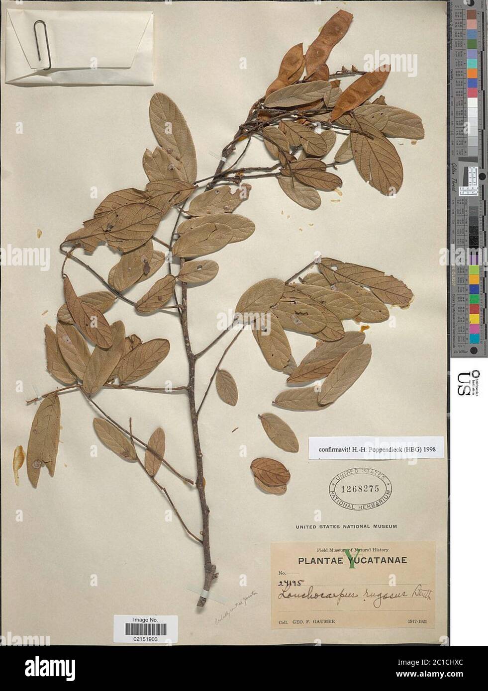 Lonchocarpus rugosus Benth Lonchocarpus rugosus Benth. Stock Photo