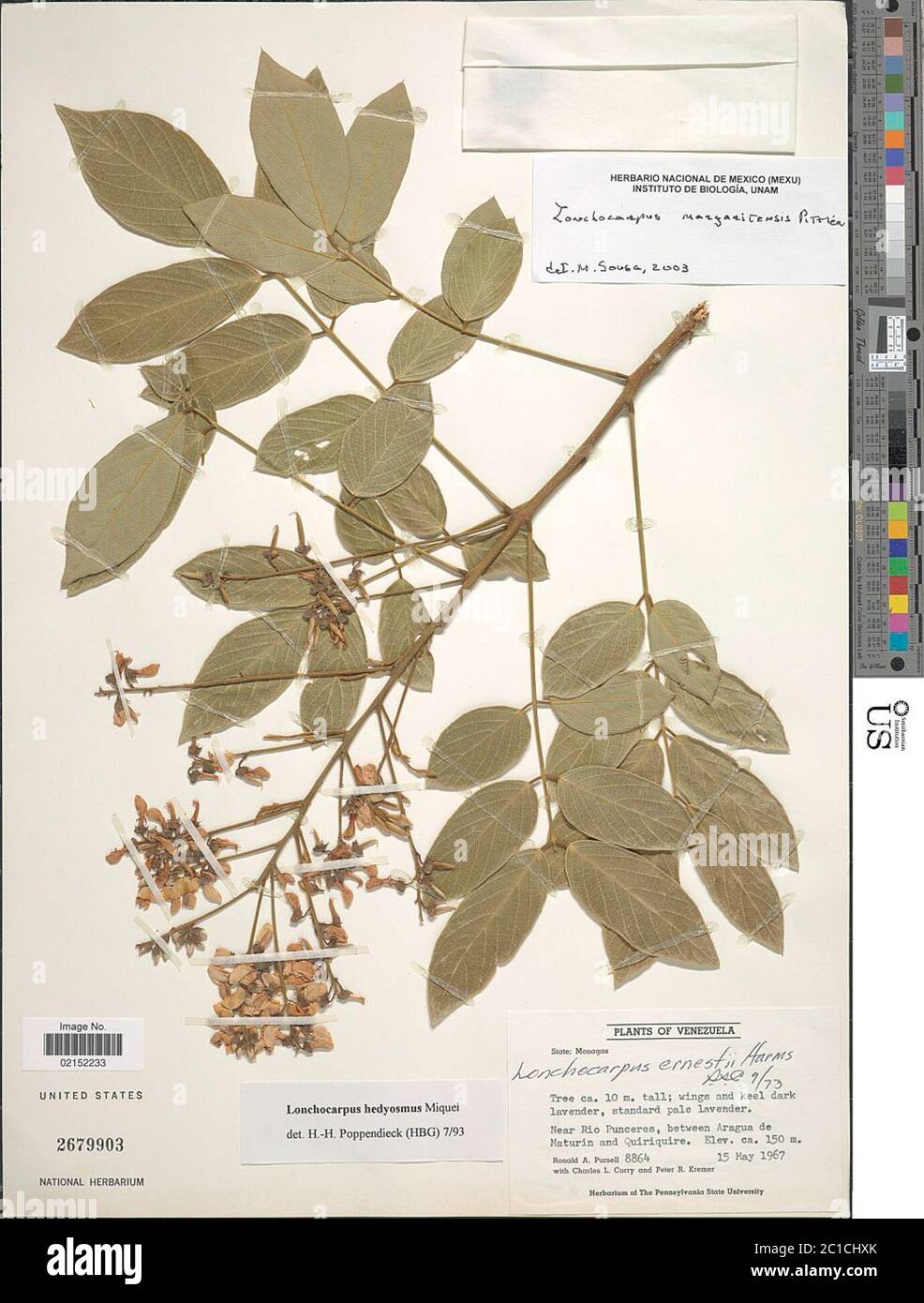 Lonchocarpus margaritensis Pittier Lonchocarpus margaritensis Pittier. Stock Photo