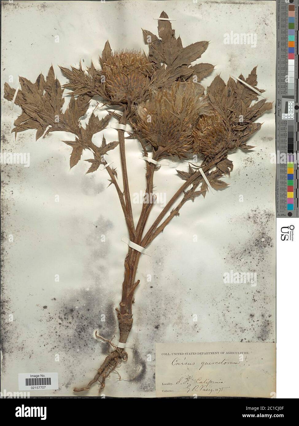 Cirsium quercetorum A Gray Jeps Cirsium quercetorum A Gray Jeps. Stock Photo