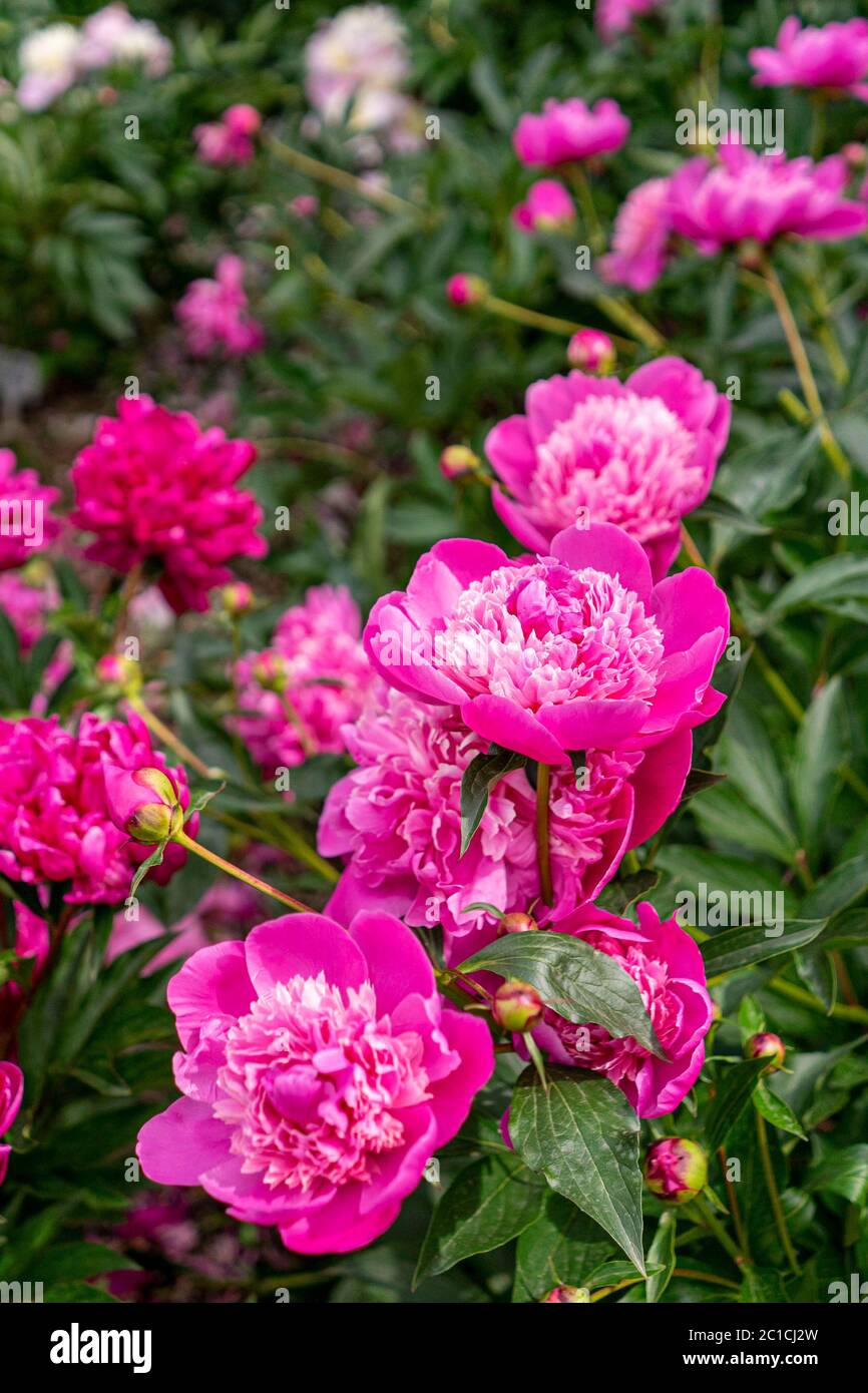 Colourful peonies growing in the garden Stock Photo - Alamy