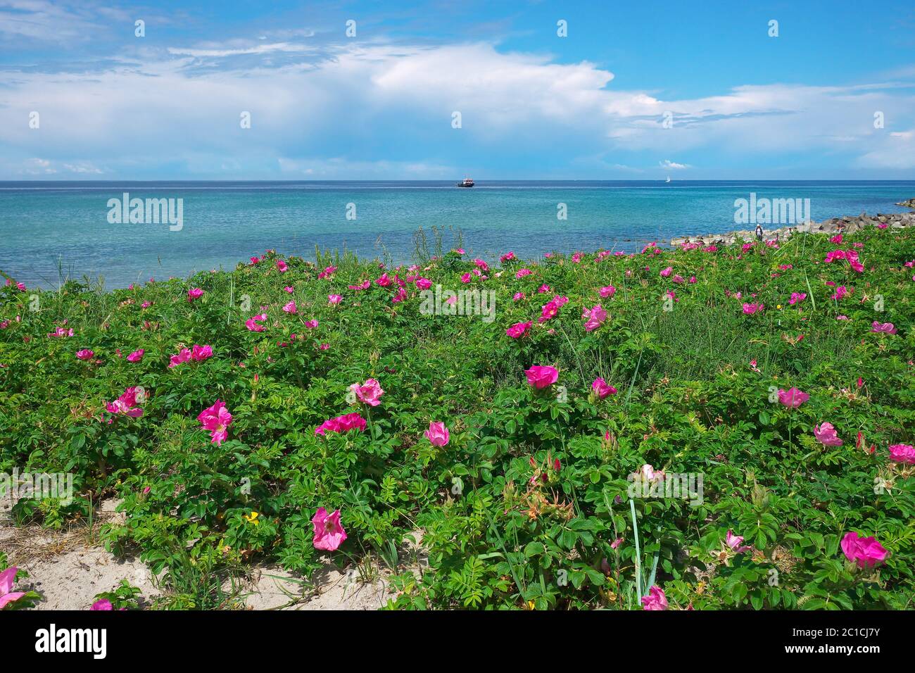Beach roses in the dunes of Hiddensee Stock Photo
