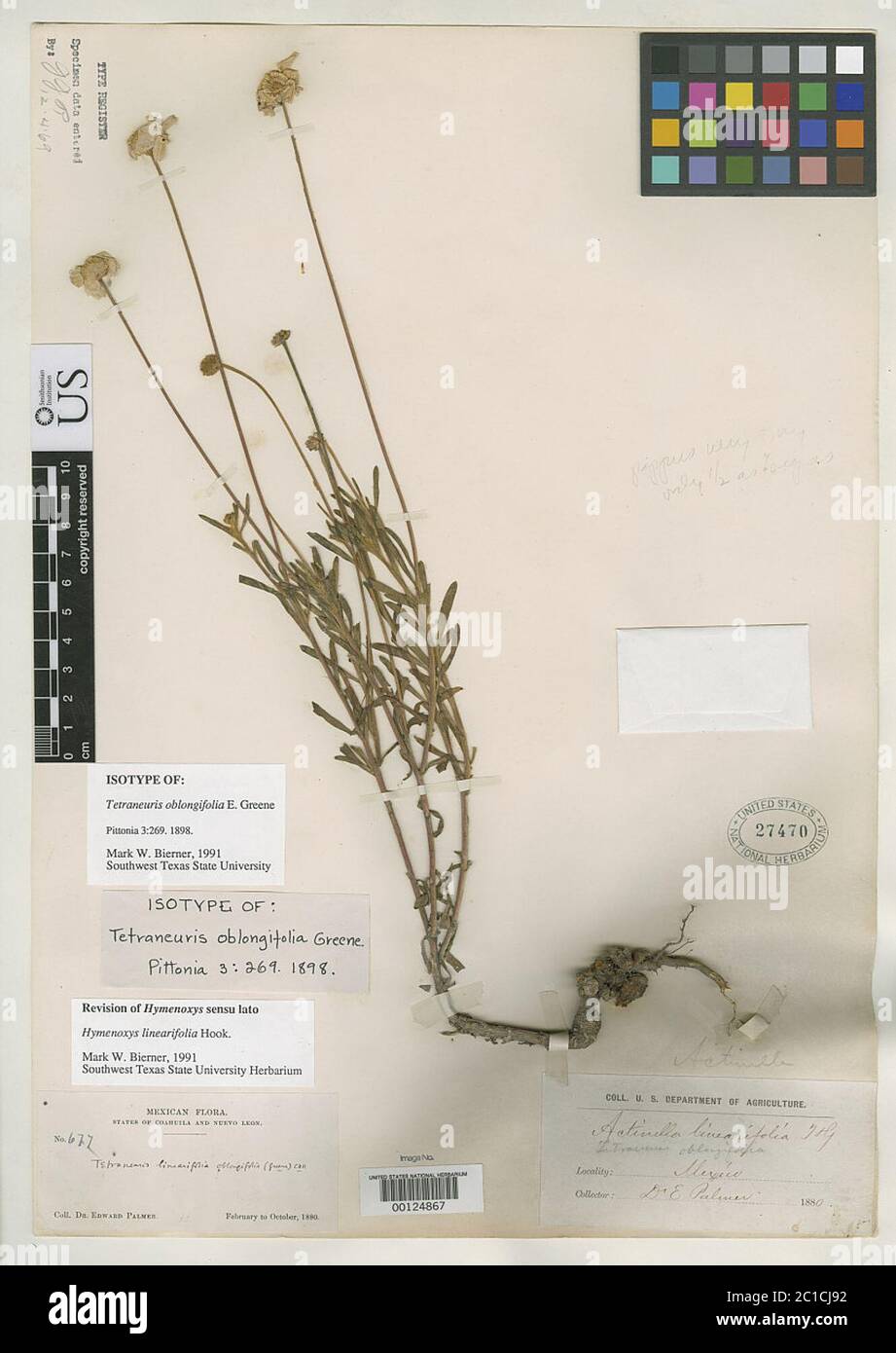 Tetraneuris oblongifolia Greene Tetraneuris oblongifolia Greene. Stock Photo