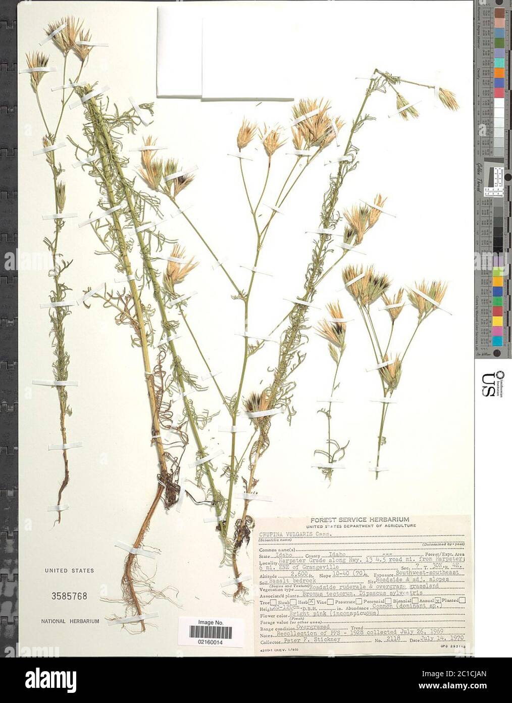 Crupina Vulgaris Pers Ex Cass Crupina Vulgaris Pers Ex Cass Stock Photo Alamy Crupina Vulgaris Pers Ex Cass Crupina Vulgaris Pers Ex Cass Stock Photo Alamy