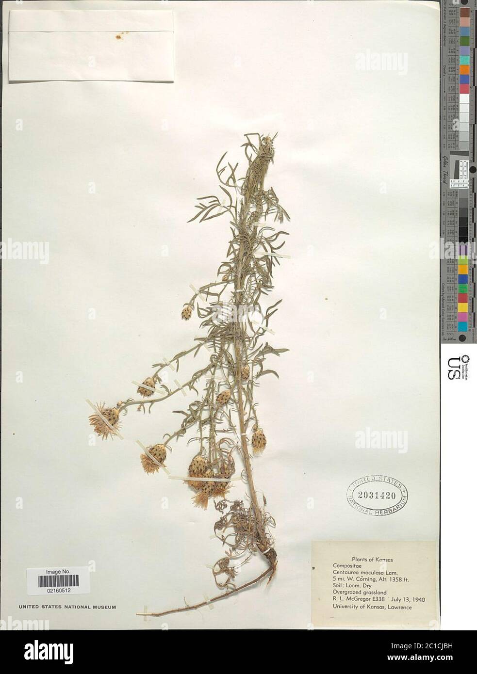 Centaurea maculosa Lam Centaurea maculosa Lam. Stock Photo